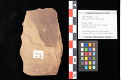 Foto (Objekt + Etikett) von Quercus palaeoilex Ettingshausen (NHMW-GEO-2024-0188-0882)
